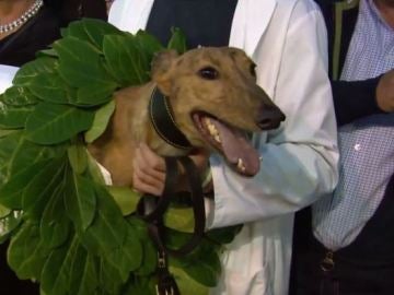 Clonbrien Hero, el galgo campeón de Irlanda Clonbrien Hero, el galgo campeón de Irlanda