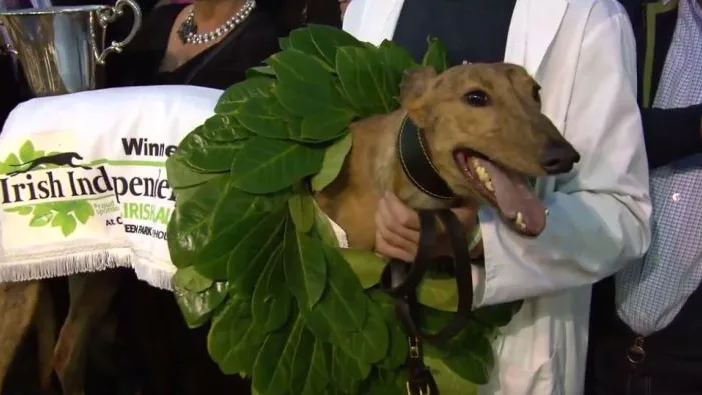 Clonbrien Hero, el galgo campeón de Irlanda Clonbrien Hero, el galgo campeón de Irlanda