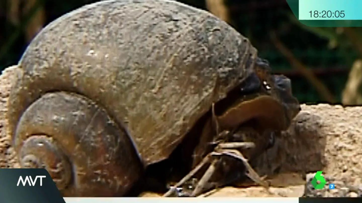 caracol caracol
