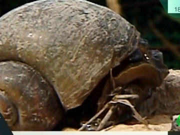 caracol caracol