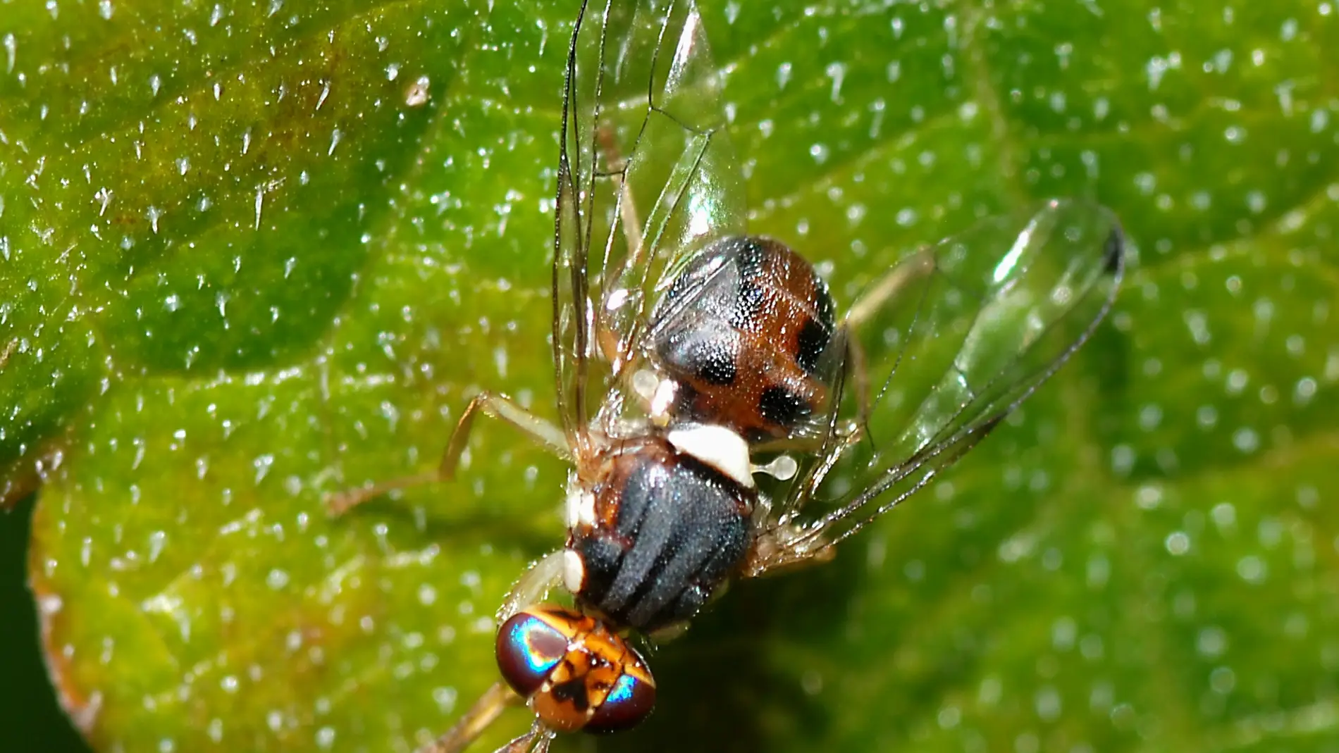 La mosca Bactrocera oleae es la principal plaga del olivo. / Alvesgaspar.