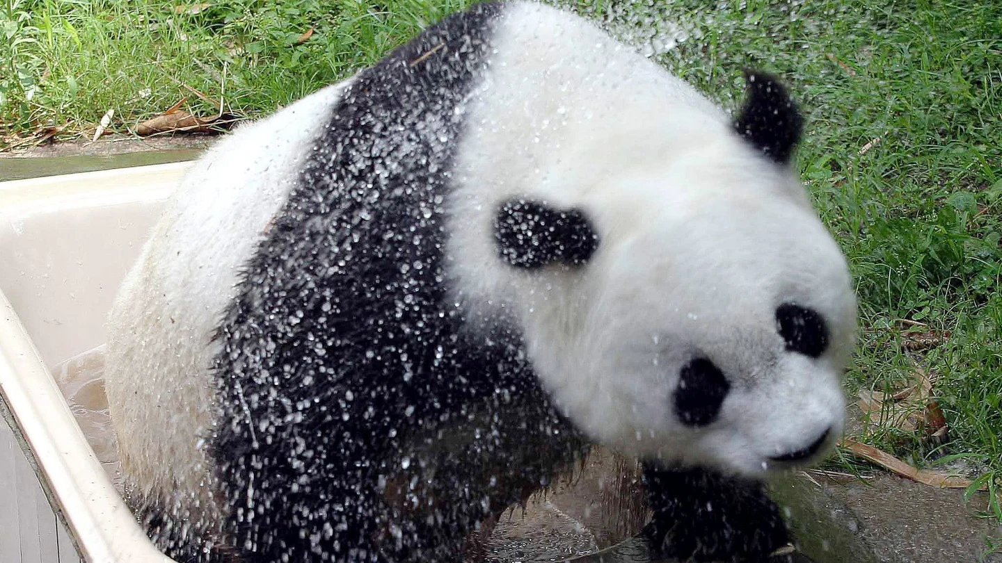 "Basi", el panda gigante más viejo del mundo "Basi", el panda gigante más viejo del mundo