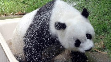"Basi", el panda gigante más viejo del mundo
