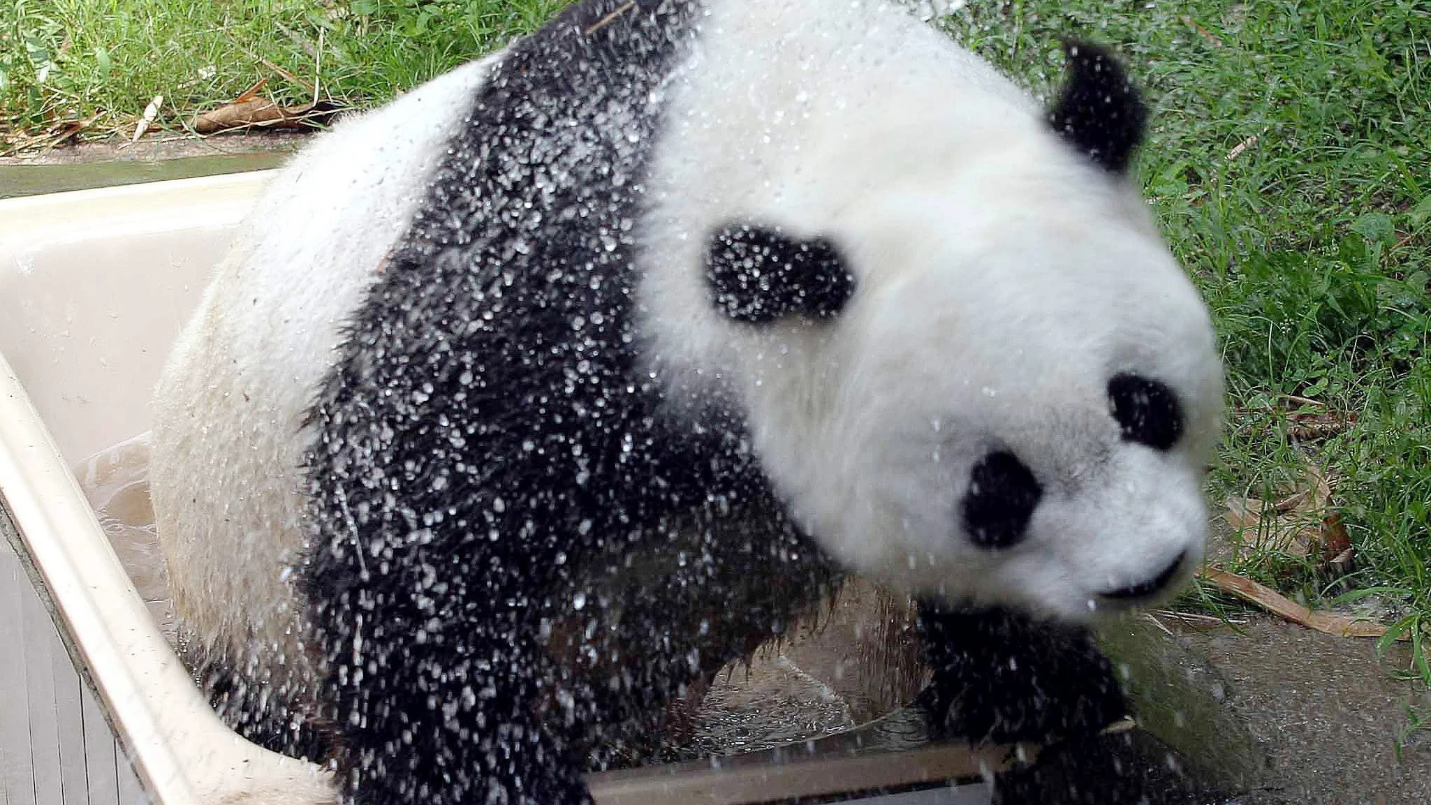 "Basi", el panda gigante más viejo del mundo