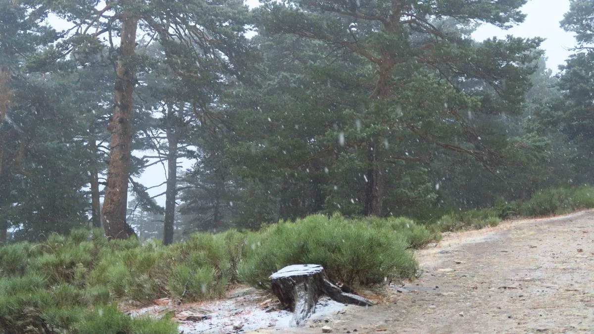 Así nieva en el Puerto de Navacerrada