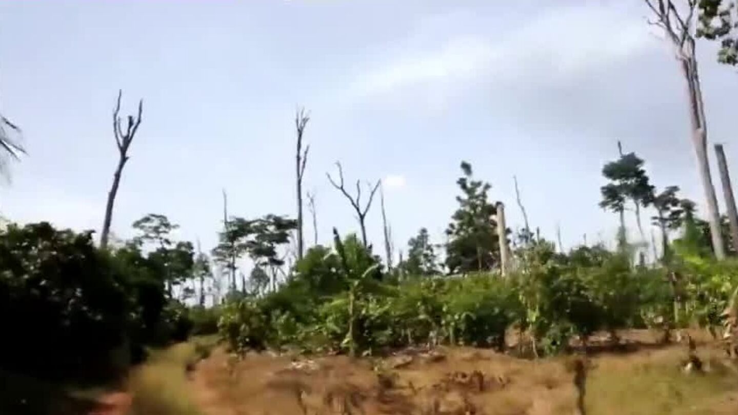 La deforestaci&oacute;n en Costa de Marfil