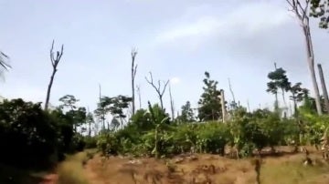 La deforestación en Costa de Marfil
