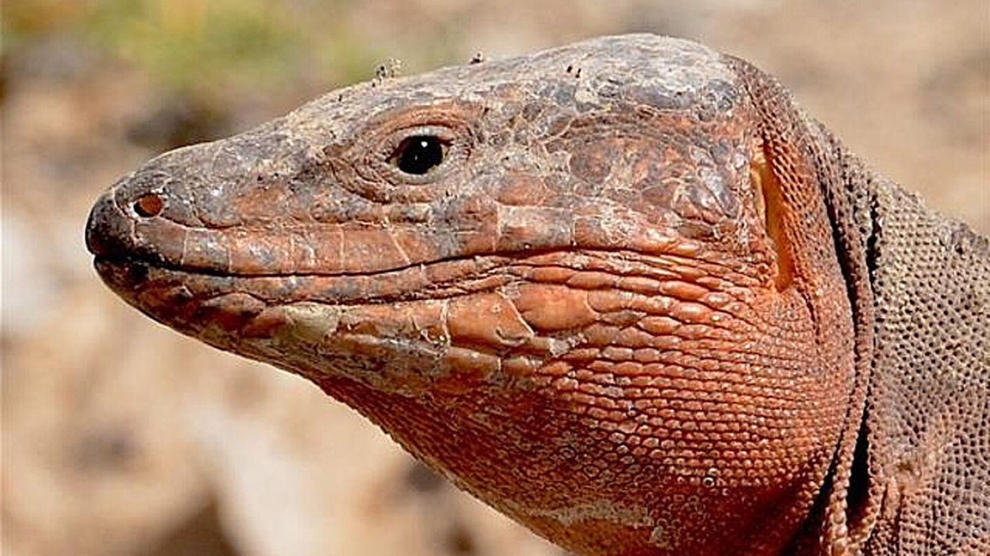 Lagarto gigante de Gran Canaria