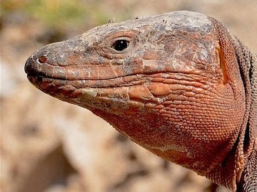 Lagarto gigante de Gran Canaria Lagarto gigante de Gran Canaria