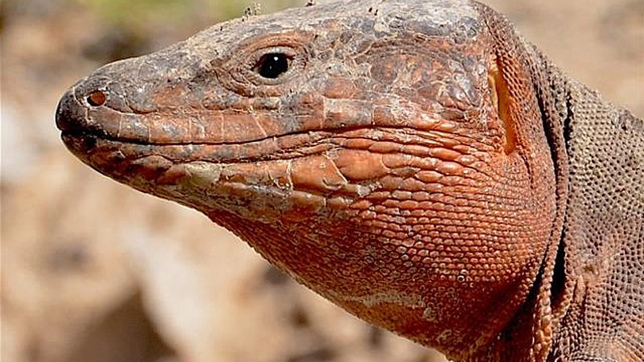 Lagarto gigante de Gran Canaria