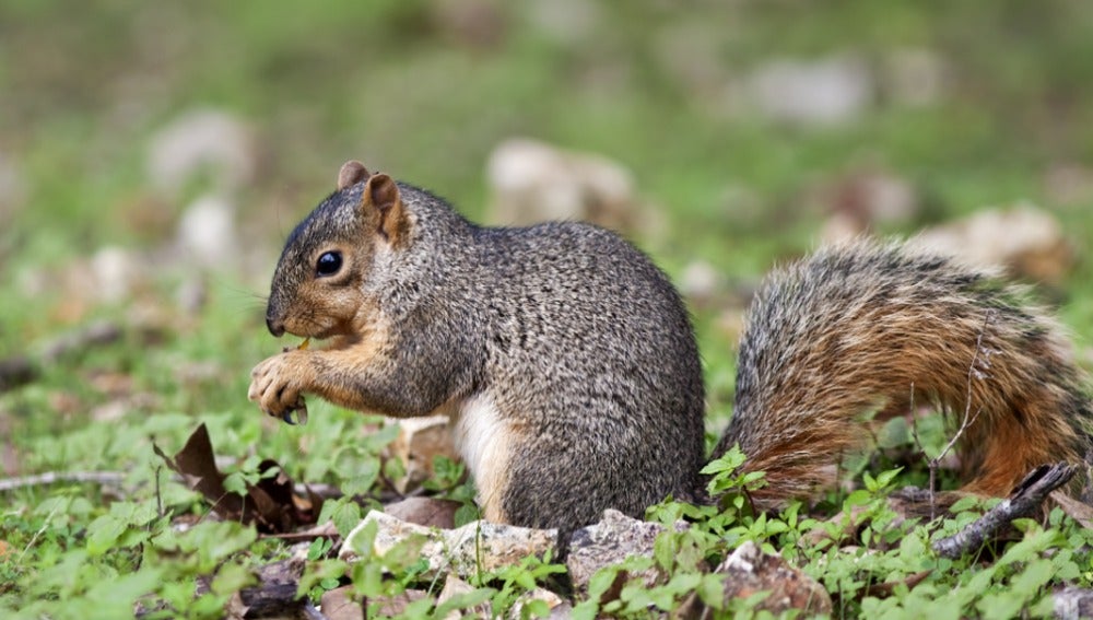 Memoria De Elefante Mejor De Ardilla