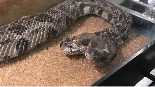 Serpiente de cascabel de dos cabezas encontrada por un electricista Serpiente de cascabel de dos cabezas encontrada por un electricista