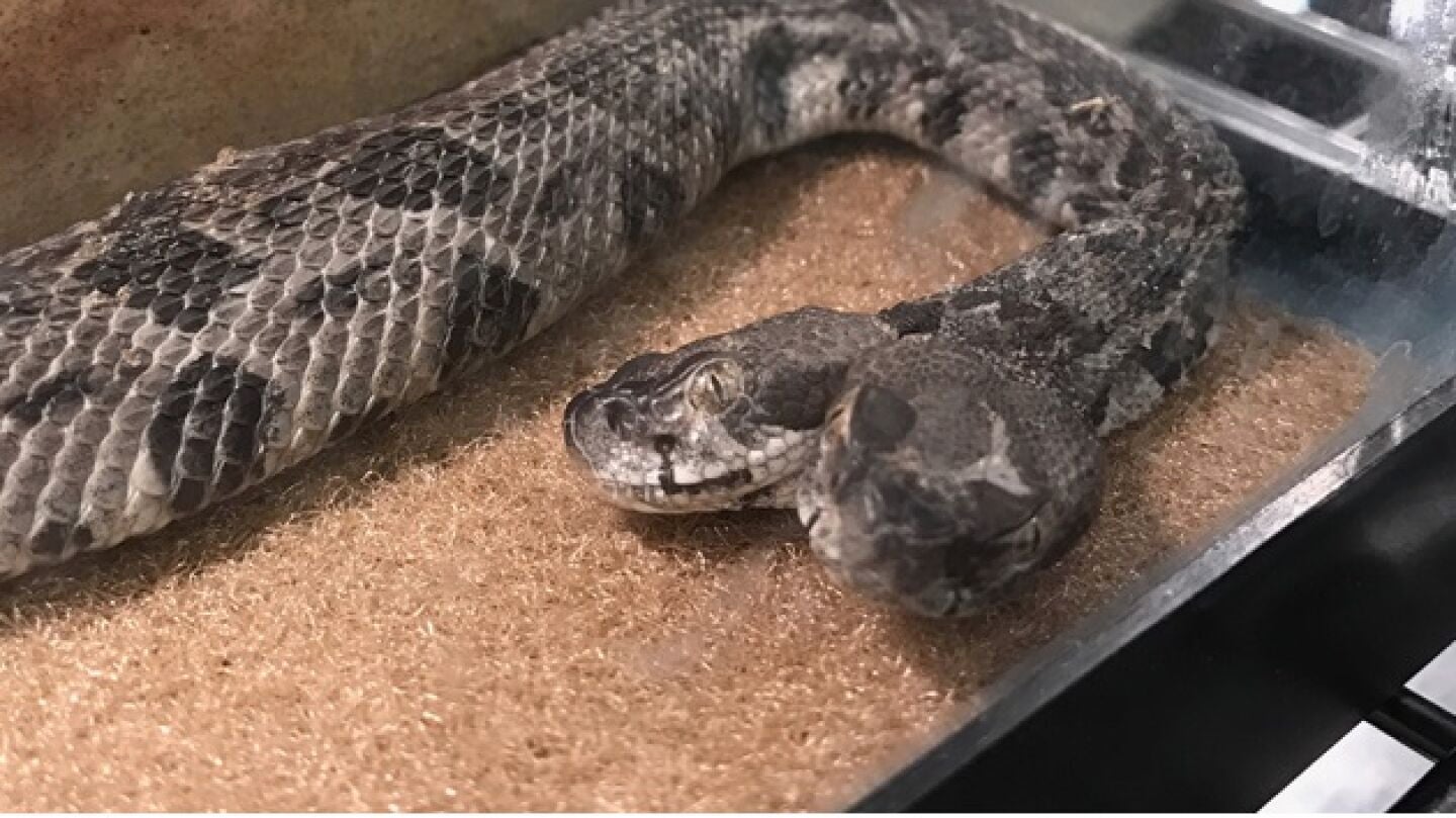 Serpiente de cascabel de dos cabezas encontrada por un electricista