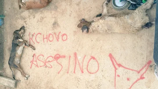 Imágenes de los perros, tras el ataque Imágenes de los perros, tras el ataque