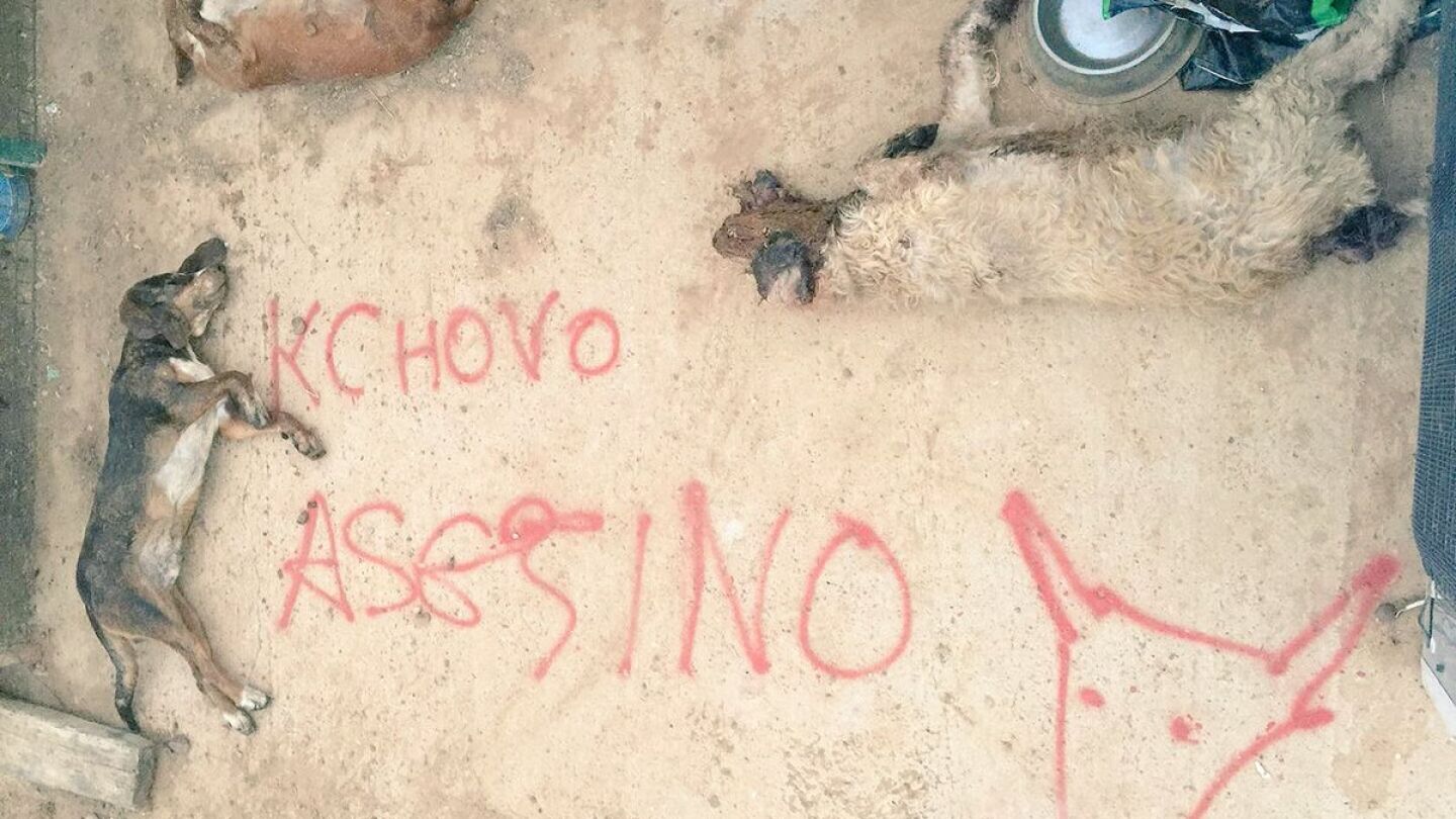 Im&aacute;genes de los perros, tras el ataque