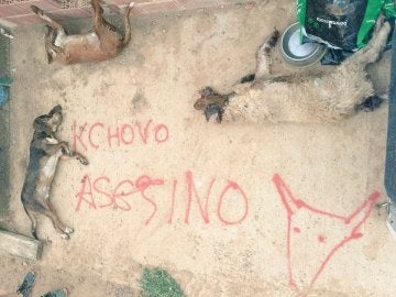 Imágenes de los perros, tras el ataque Imágenes de los perros, tras el ataque