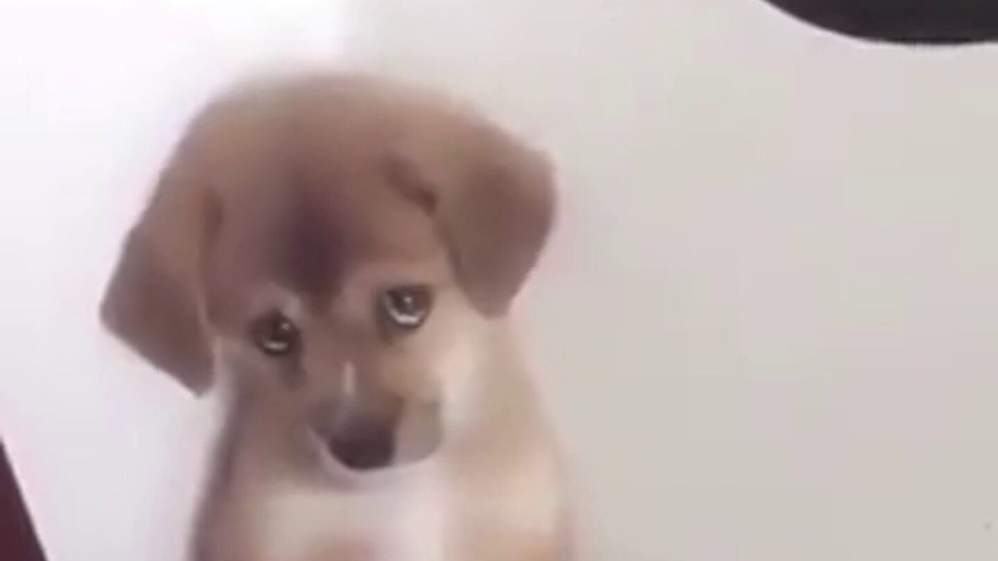 "No m&aacute;s pollito, ni salidas al parque", la adorable reacci&oacute;n de un perro al ser castigado por su due&ntilde;o 