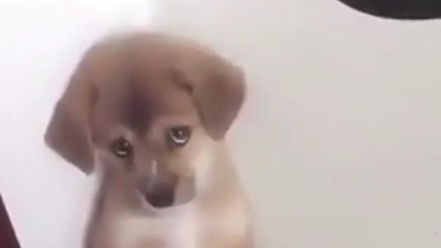 "No más pollito, ni salidas al parque", la adorable reacción de un perro al ser castigado por su dueño "No más pollito, ni salidas al parque", la adorable reacción de un perro al ser castigado por su dueño