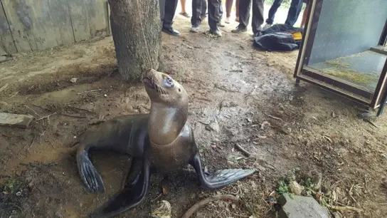 Lobo marino atado a un árbol en Ecuador Lobo marino atado a un árbol en Ecuador