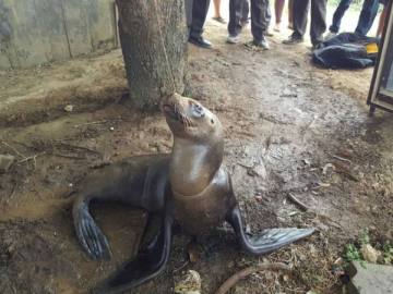 Lobo marino atado a un árbol en Ecuador Lobo marino atado a un árbol en Ecuador