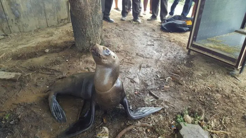 Lobo marino atado a un árbol en Ecuador 