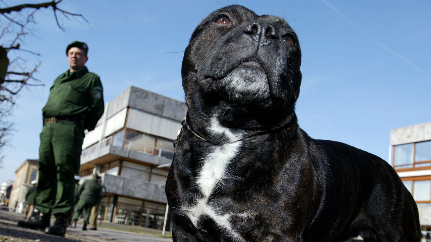 Staffordshire bull terrier, la raza del perro drogado .
