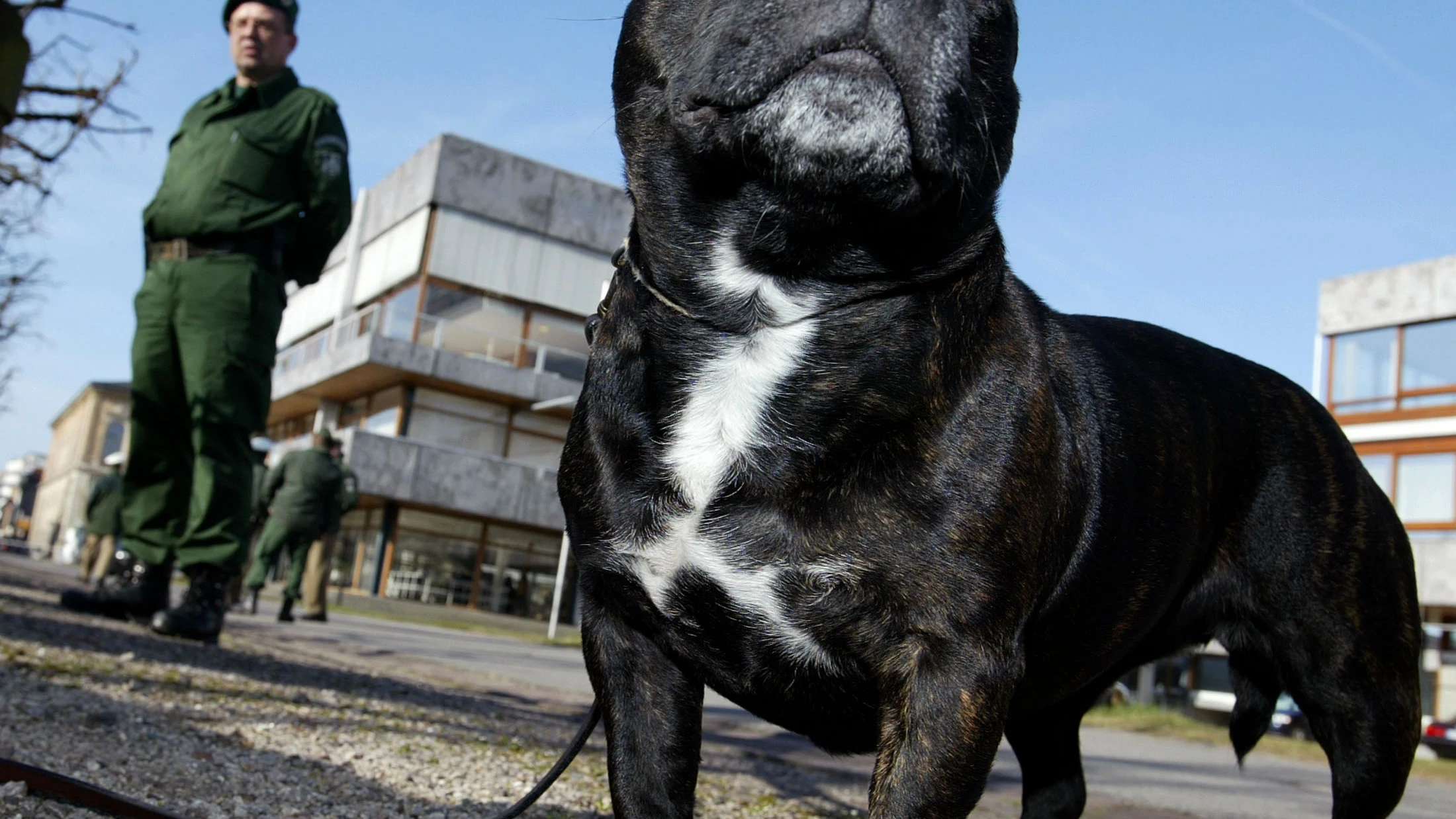 Staffordshire bull terrier, la raza del perro drogado .