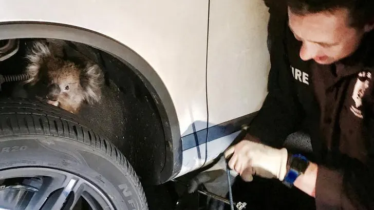 El Koala, atrapado en la rueda El Koala, atrapado en la rueda