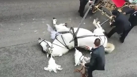 El momento en el que el caballo cae exhausto al suelo El momento en el que el caballo cae exhausto al suelo