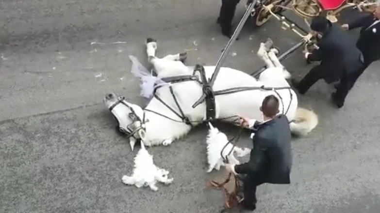 El momento en el que el caballo cae exhausto al suelo