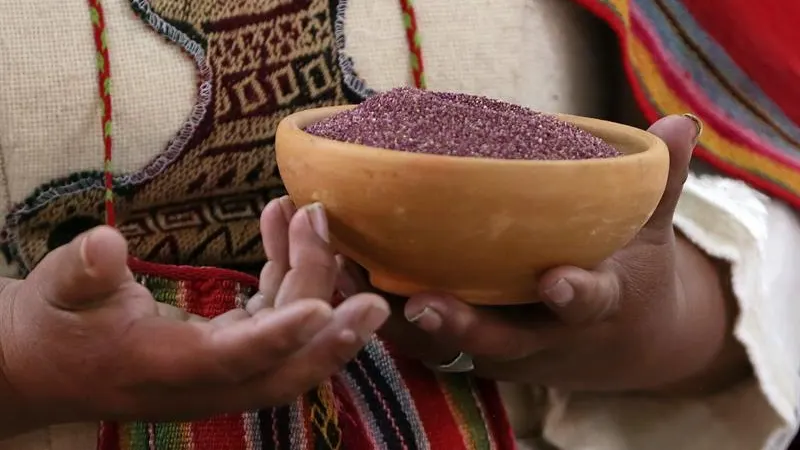 La cañahua se ha convertido en el auténtico grano de oro