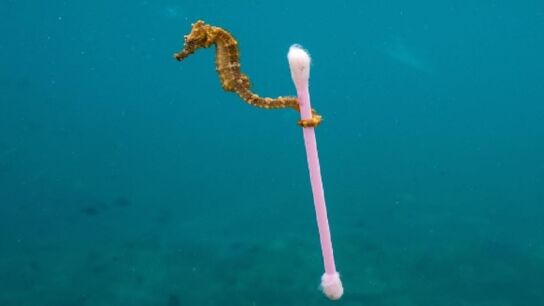 Un caballito de mar se aferra a un bastoncillo de algod&oacute;n