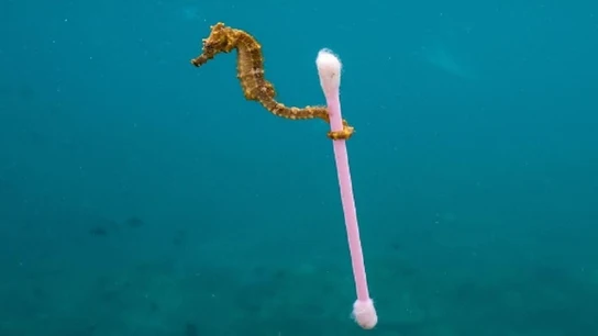 Un caballito de mar se aferra a un bastoncillo de algodón Un caballito de mar se aferra a un bastoncillo de algodón