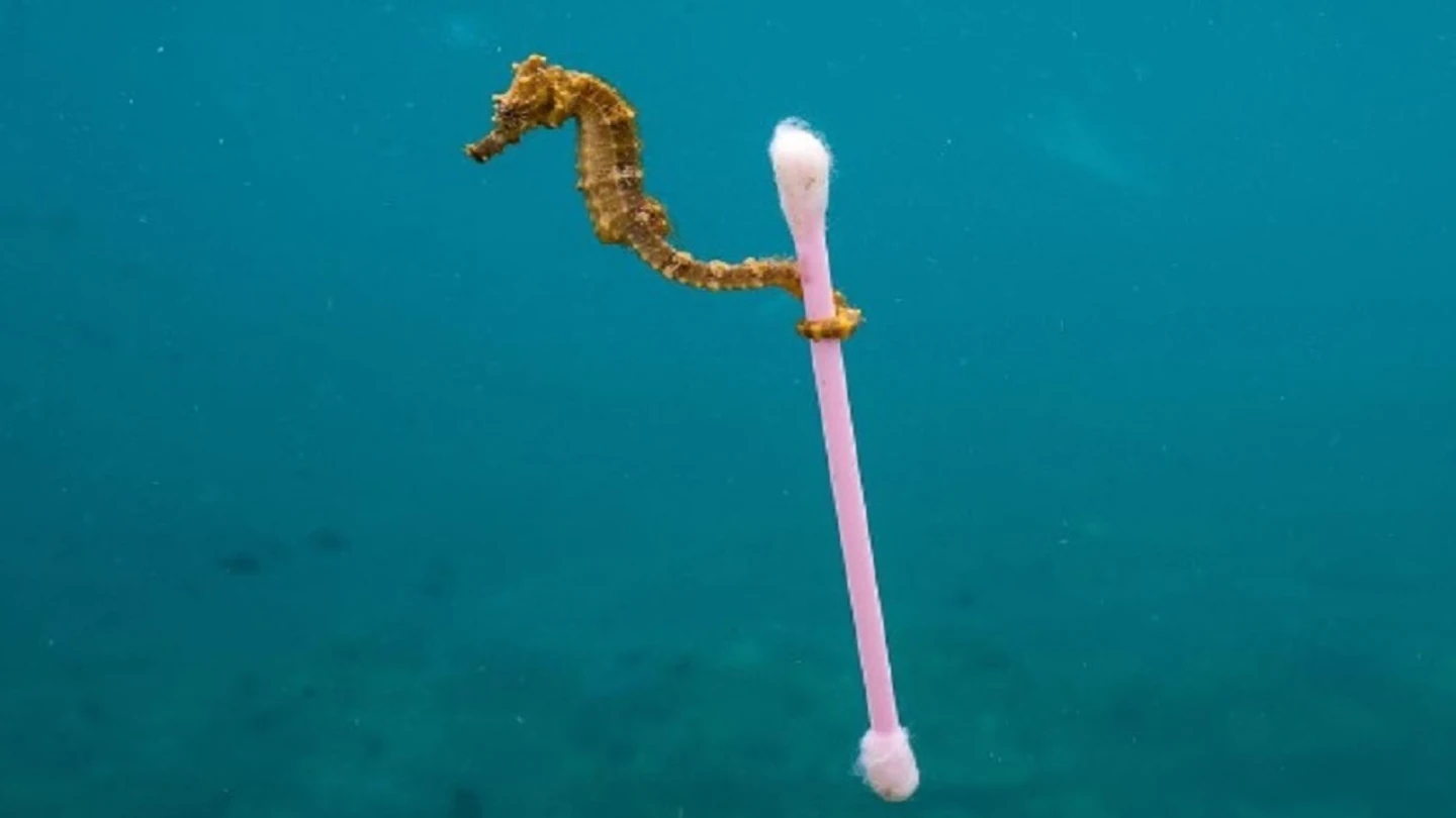 Un caballito de mar se aferra a un bastoncillo de algodón Un caballito de mar se aferra a un bastoncillo de algodón