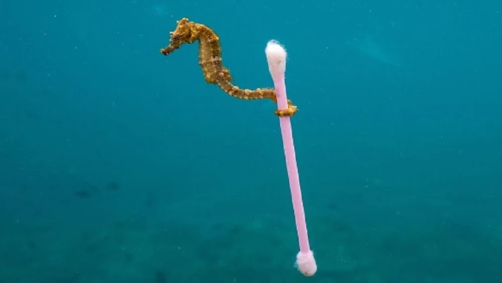 Un caballito de mar se aferra a un bastoncillo de algodón