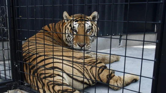 Uno de los siete tigres que un circo español ha donado junto a un ejemplar de león Uno de los siete tigres que un circo español ha donado junto a un ejemplar de león