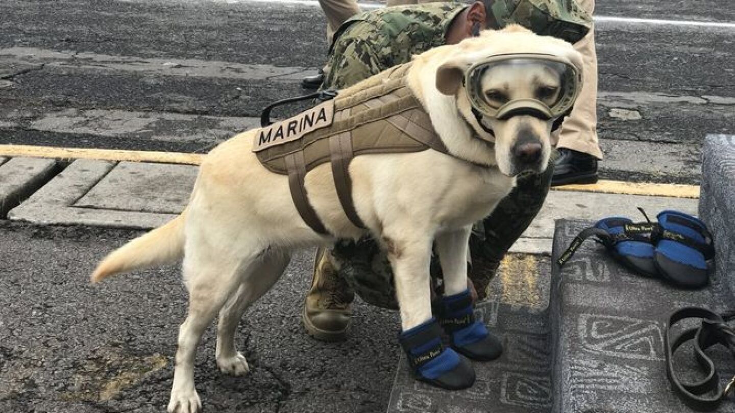 Frida, la perra rescatista del terremoto de M&eacute;xico