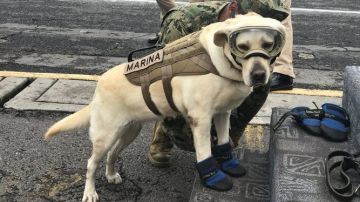 Frida, la perra rescatista del terremoto de México
