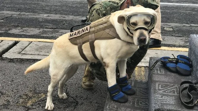 Frida, la perra rescatista del terremoto de México