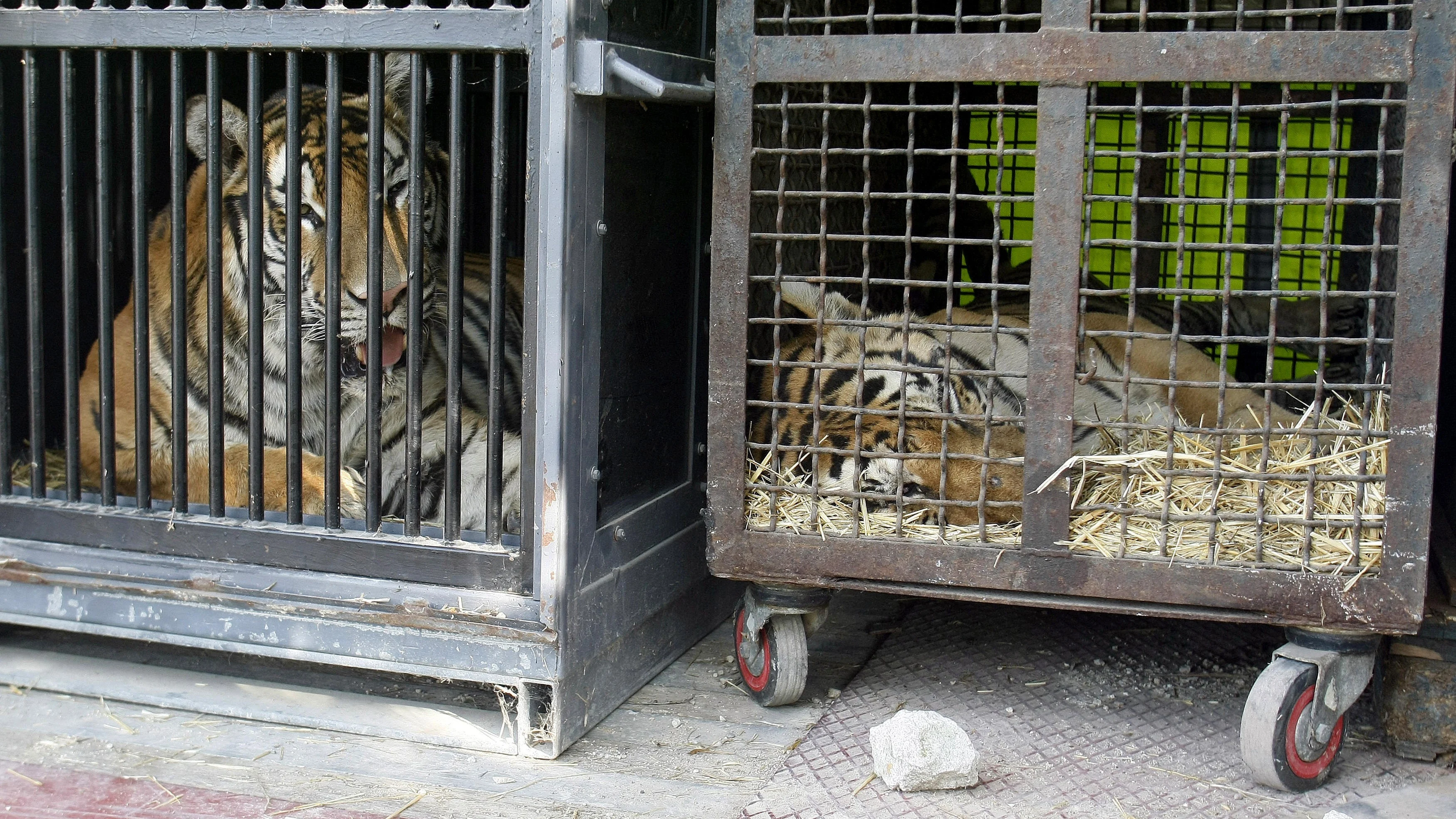 Dos de los felinos que serán trasladados al zoo de Alicante Dos de los felinos que serán trasladados al zoo de Alicante