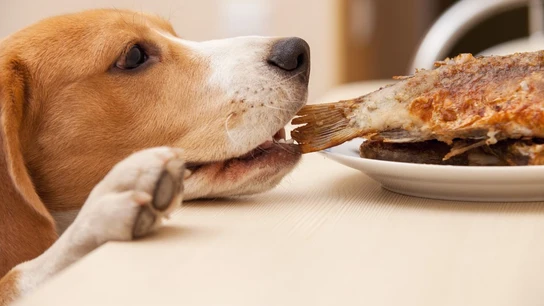 Un perro comiendo Un perro comiendo