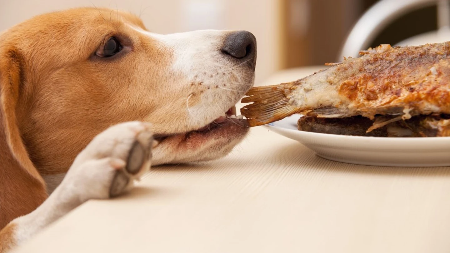 Un perro comiendo Un perro comiendo