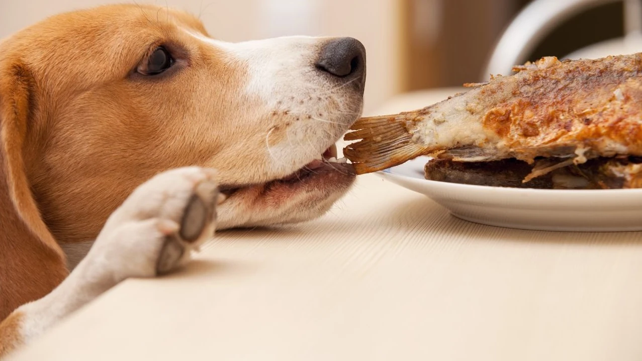 Un perro comiendo