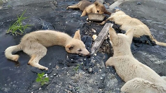 Cuatro perros atrapados en alquitrán Cuatro perros atrapados en alquitrán