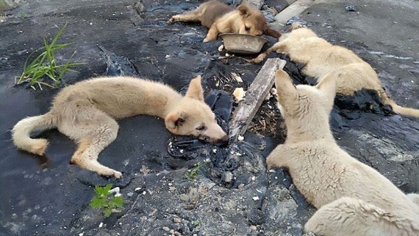Cuatro perros atrapados en alquitr&aacute;n
