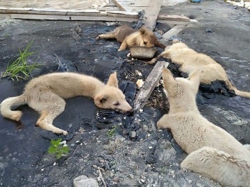 Cuatro perros atrapados en alquitrán Cuatro perros atrapados en alquitrán
