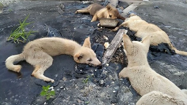 Cuatro perros atrapados en alquitrán