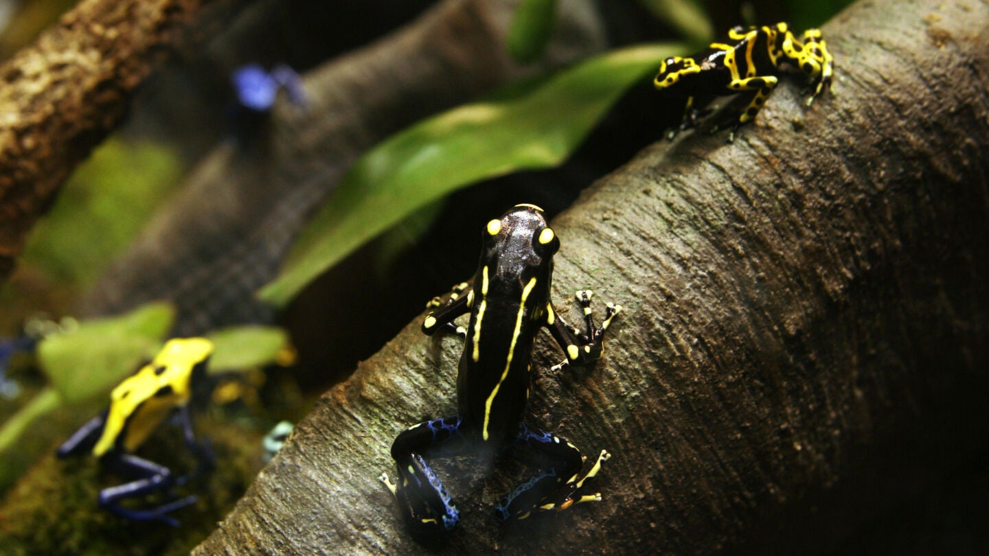 Rana venenosa