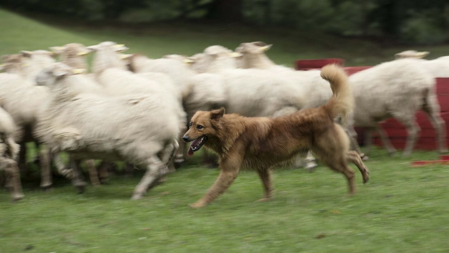 Kit cuida cada d&iacute;a un reba&ntilde;o de unas 210 ovejas y cabras en Vizcaya 
