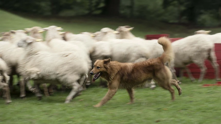 Kit cuida cada día un rebaño de unas 210 ovejas y cabras en Vizcaya 